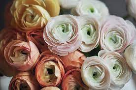 When You Can T Be With The Flowers The Second Best Thing Is Looking At Pictures Of Flowers These Ranunculus Are Just The Flower Pictures Flowers Flower Guide