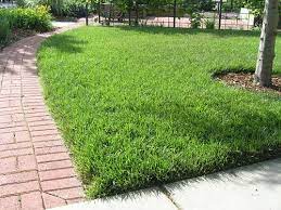 Dwarf tall fescue is a tough drought tolerant seed that will keep your lawn green all year. Bonsai Dwarf Tall Fescue Fescue Grass Tall Fescue Lawn Tall Fescue