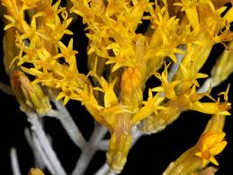 Image result for Nesaea ramosa