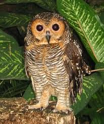 Spotted Wood Owl Strix Seloputo Picture 1 In Strix Seloputo Owl Pet Owl Pictures Pet Birds