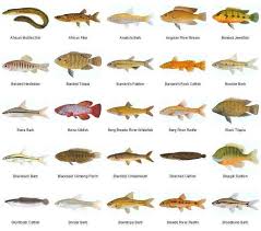 Freshwater Fish Species For Aquariums Freshwater Aquarium Aquarium Fish Freshwater Aquarium Fish