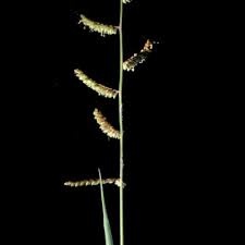 Image result for Echinochloa brevipedicellata