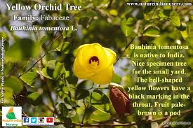 Tell us in the comments below. Nature India Nursery Binomial Name Bauhinia Tomentosa L Family Fabaceae Vernacular Name Yellow Orchid Tree This Plant Available At Nature India Nursery Share Like And Comment To Make More People Aware
