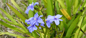 Image result for Aristea angolensis