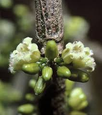 Image result for Strombosiopsis