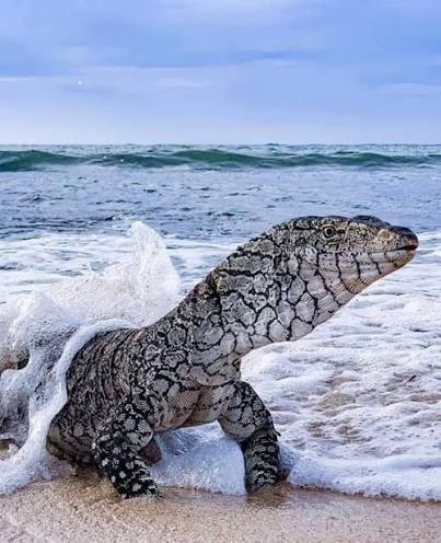The perentie (Varanus giganteus) is the largest monitor lizard or goanna  native to Australia. Pic: Craig Kitson #wildaware #wildlife #animals #lizard