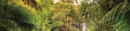 The park is on the outskirts of dain­ger­field, which has shopping and restaurants. Mt Field National Park Discover Tasmania