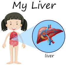 Liver diagram this post displays liver diagram. Human Anatomy Diagram With Girl And Liver 455616 Download Free Vectors Clipart Graphics Vector Art