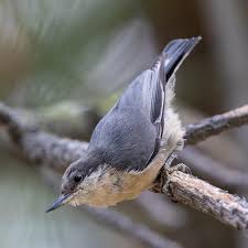 Image result for Pavetta pygmaea