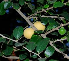 Image result for Dovyalis