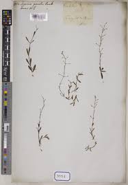 Image result for Linderniella gracilis