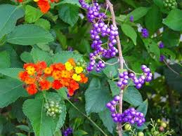 写真のページ 今月の花