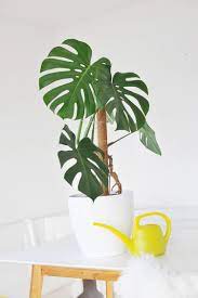 Diese gewächse kommen auch mal mit trockenheit oder in einer. 40 Monstera Ideen Zimmerpflanzen Pflanzen Grunpflanzen