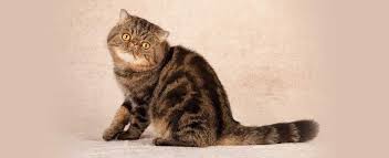 Tabby is the name for distinctive fur pattern that is found across different breeds of cats. Exotic Shorthair Cat Breed Profile Petfinder