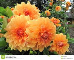 If you ever come across one of these beautiful specimens, you probably shouldn't touch it, as it is poisonous, and will, at the least, cause skin irritation. Dahlias Magnificent And Very Beautiful Flowers Stock Photo Image Of Magnificent Dahl 99088806