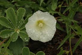 Image result for Barleria macrostegia