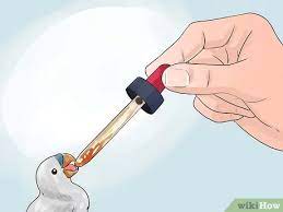 How To Raise Baby Birds With Pictures Wikihow