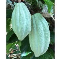 Image result for Malvaceae: Byttnerioideae, Helicteroideae