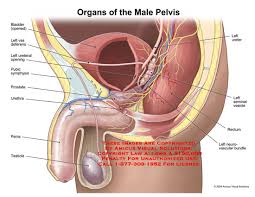 Learn more about the pelvis in this article. 09015 01x Organs Of The Male Pelvis Anatomy Exhibits