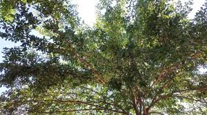 Image result for Terminalia neotaliala