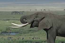 Tusk is formerly known as ckpx. Tusk Wikipedia