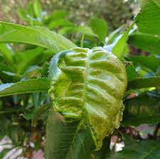 Peach leaf curl is a plant disease characterized by distortion and coloration of leaves and is caused by the fungus taphrina deformans, which infects peach, nectarine, and almond trees. Preventing Peach Leaf Curl Sustainable Gardening Australia