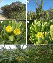 Image result for Surianaceae