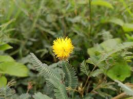 Image result for Neptunia oleracea