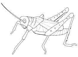 Insects A Grasshopper Ready To Jump