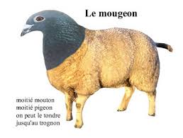 images