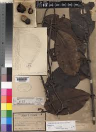 Image result for Ancylobothrys pyriformis