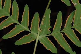 Image result for Histiopteris