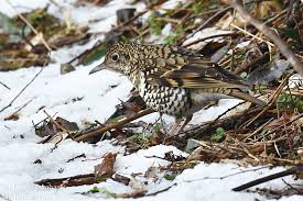 Image result for トラツグミ