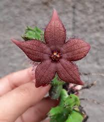 Image result for Piaranthus atrosanguineus