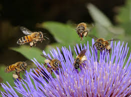 Invitons et chouchoutons les abeilles