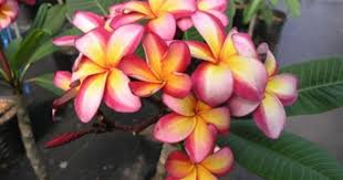 Pin On Gardening Ideas