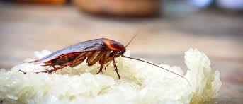 Mount helix, ca pest control. Cockroach Control San Diego License To Kill Pest Control Of San Diego
