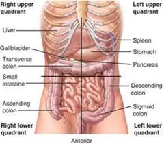 Pain in your left abdomen usually comes from one of the organs in that part of your body. Anatomy Lecture 12 Abdomen Flashcards Quizlet