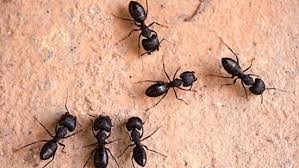 Family owned local business specializing in ant pest control. Ants Complex But Controllable Pest Ecolab