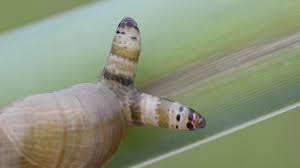 Absurd Creature of the Week: The Parasitic Worm That Turns Snails Into  Disco Zombies | WIRED
