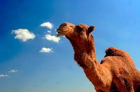 There will be people who will scroll by this message because dementia / alzheimer's has not touched them. Unraveling The Mystery Of Alzheimer S Disease Could Camels Carry The Cure Curioussciencewriters