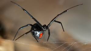 Black widows are found in temperate regions throughout the world, including the united states, southern europe black widow antivenom is available to help minimize damage. Black Widow