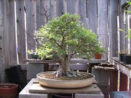 Consequently, bonsai trees can have many shapes and. Chinese Elm Bonsai Broom Style Youtube