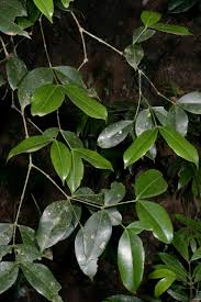 Image result for Strychnos usambarensis