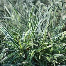 Image result for Ficinia