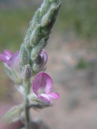 Image result for Tephrosia argyrolampra