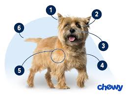 Image result for cairn teriér