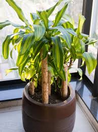 Pin On Green Thumb