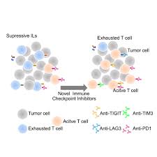 Image result for Immune Checkpoint Inhibitor