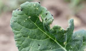 A pest is an animal or plant which has a harmful effect on humans their food or their living conditions while insects are arthropods that may or may not harm. Parasitic Wasp Discovery Offers Chemical Free Pest Control For Crop Growers